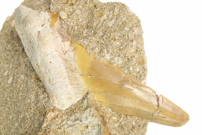 Bargain, Otodus Shark Tooth Fossil In Rock - Eocene #86989
